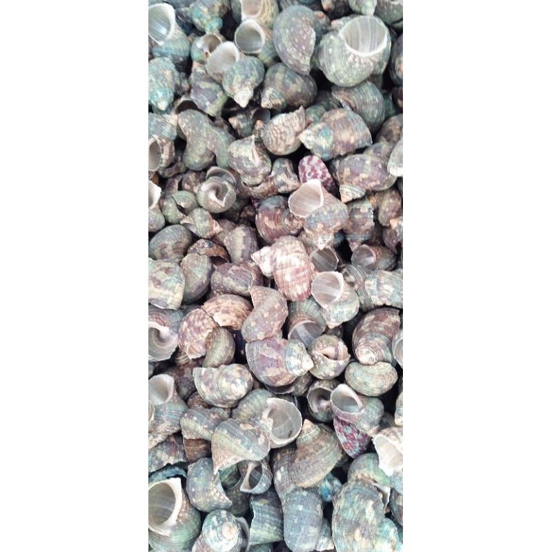 Cangkang Keong Turbo /500gm Random