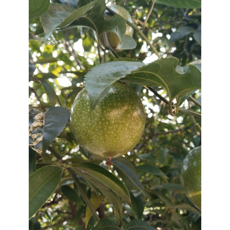 

buah markisa hutan 1kg