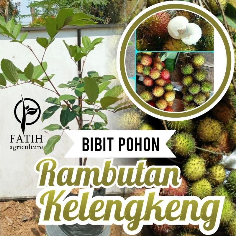 

BIBIT BUAH RAMBUTAN KELENGKENG