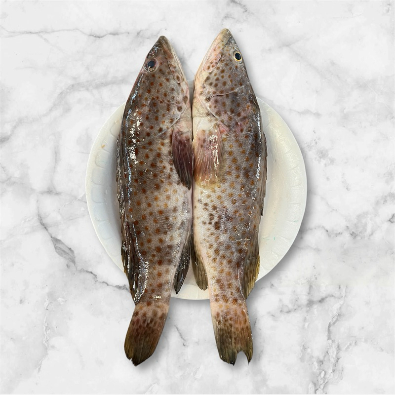 

ikan krapu / goropa fresh kualitas terbaik dibersihkan