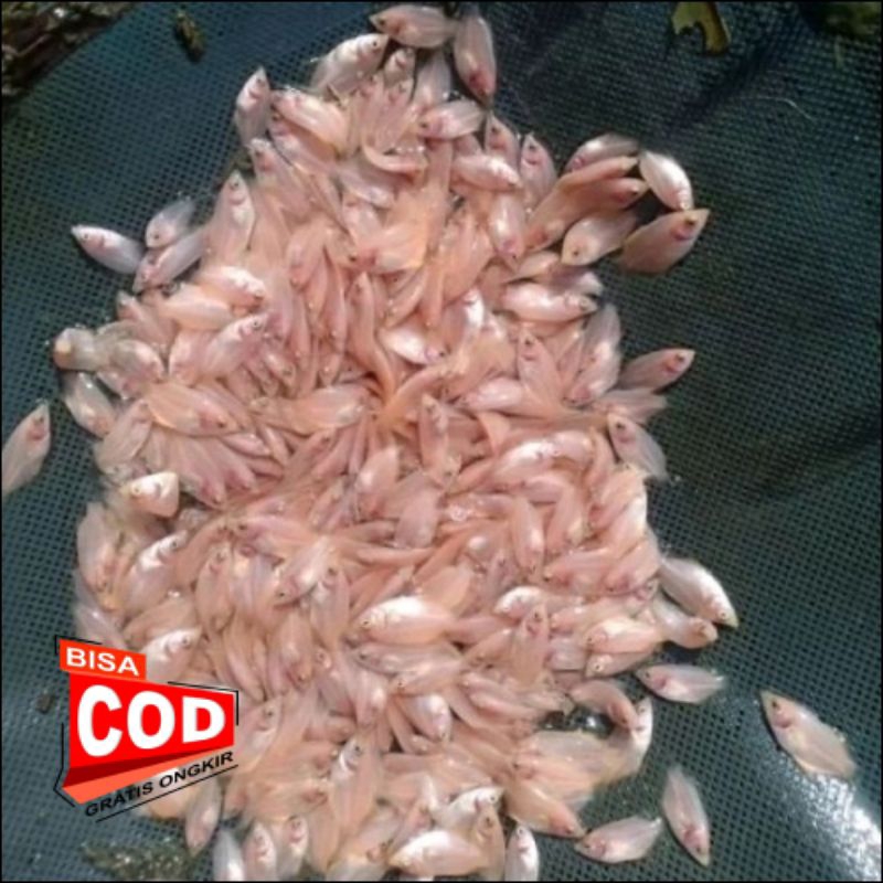bibit ikan nila berkualitas isi 100 ekor