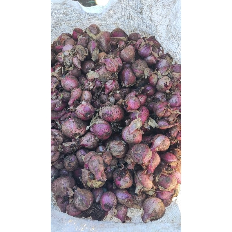 

bawang merah ukuran random
