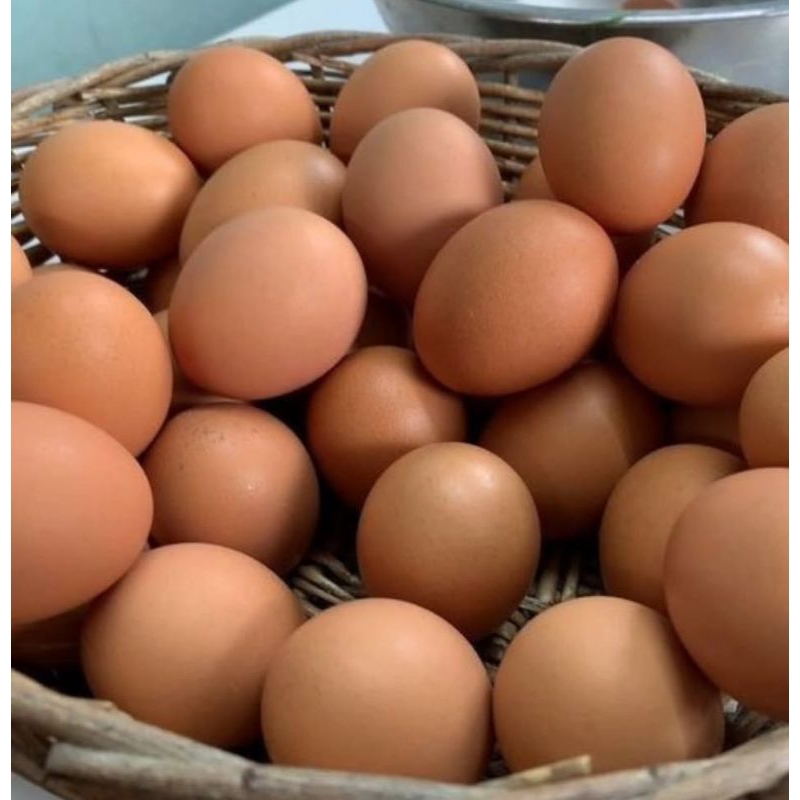 

Telur Ayam segar dalam negeri pilihan