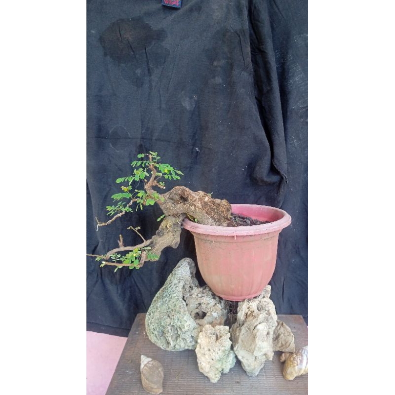 BONSAI Ileng-ileng Purba Bahan Prospek