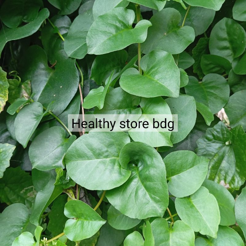 

Daun binahong segar paket 1 kg petik langsung