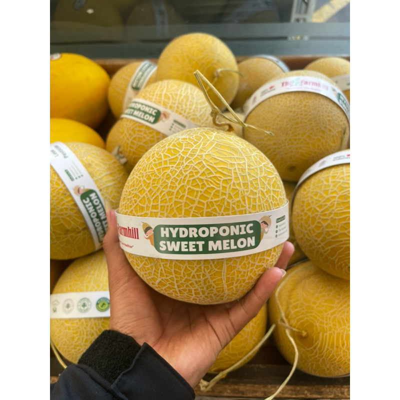 

Melon greeniegal hydroponic sweet pcs