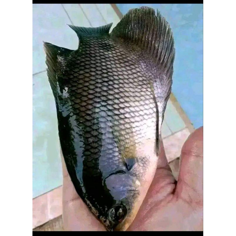 Ikan gurame soang ukuran 3-4 jari paket isi 2 ekor
