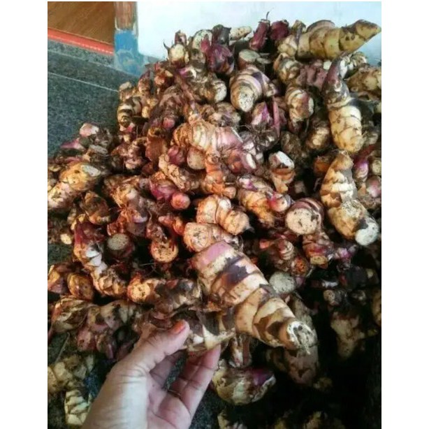 Ganyong segar alami Canna edulis / Umbi Ganyong mentah