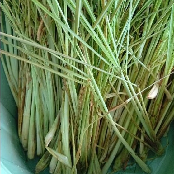 

Serai Sereh daun sereh dapur segar 1kg
