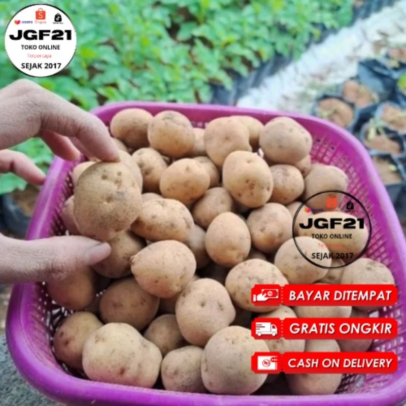 

COD Terlaris kentang dieng 500Gr- 1Kg Medium Fresh segar Termurah Dari Petani