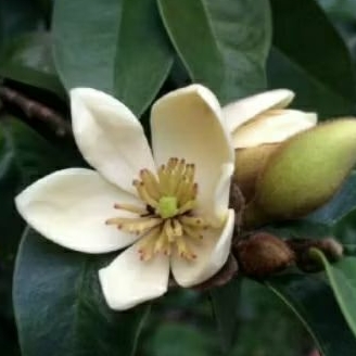 Tanaman Bunga Cempaka Mulya Putih