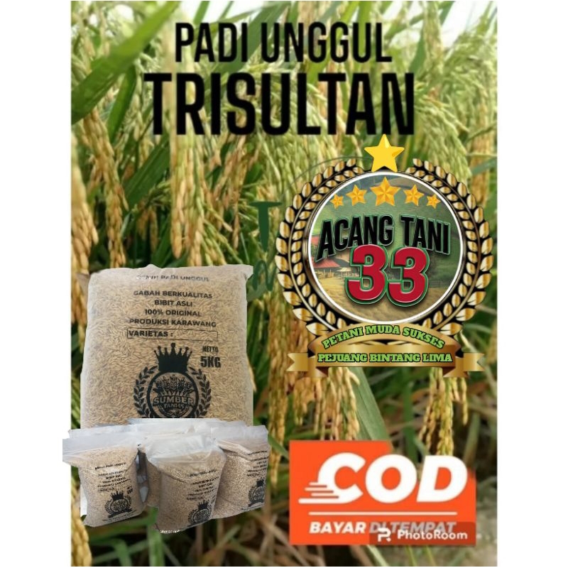BENIH BIBIT PADI TRISULTAN ORIGINAL SUPER UNGGUL (5KG).