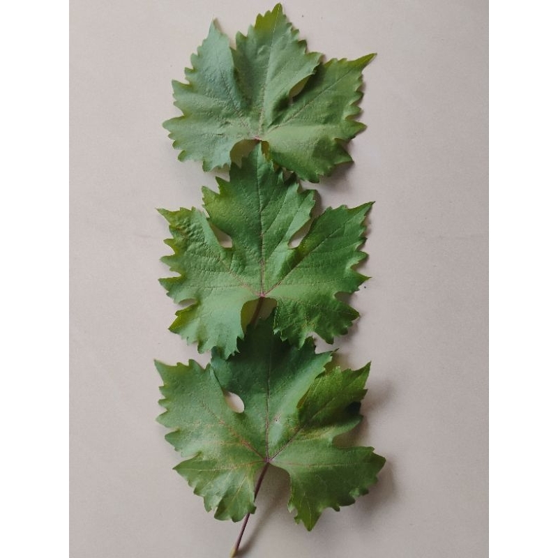 

Daun Anggur