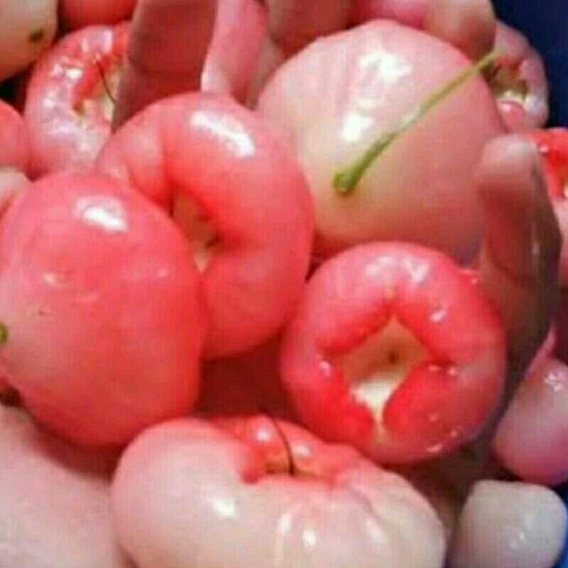

jambu air masih peres 1 kg