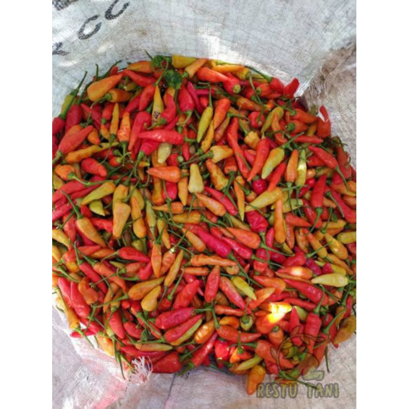 

Cabe Rawit Segar Langsung Dari Petani 500gr & 1000gr
