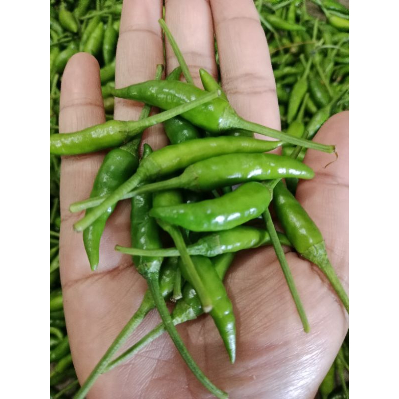 

CABAI CAPLAK PELITA [ VARIETAS TERBAIK] 500 GRAM