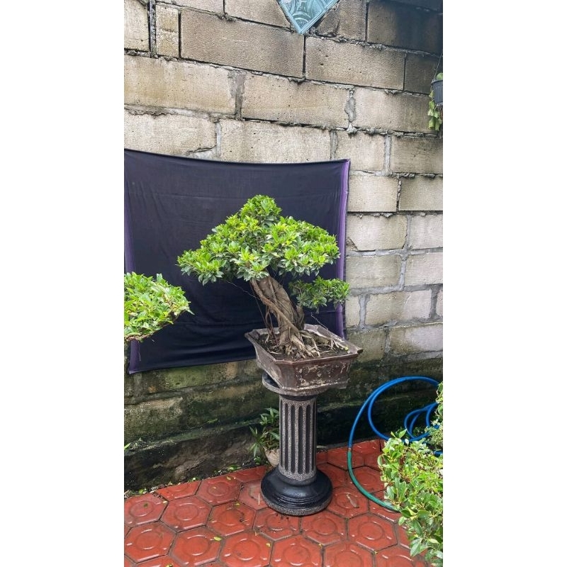 Bonsai beringin elegan