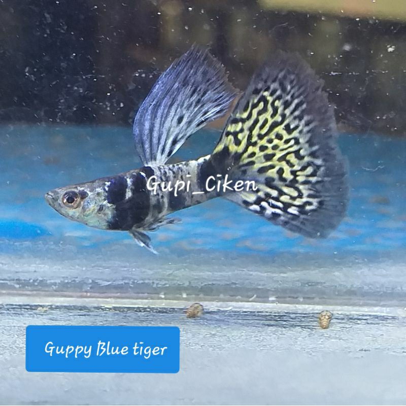 hiasan aquairum BLUE TIGER KING COBRA( 1 pair )