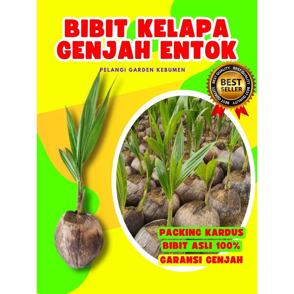 CEPAT PANEN.. Bibit Buah Kelapa Ijo, Bibit Buah Kelapa Ijo Asli, Bibit Buah Kelapa Ijo Jumbo