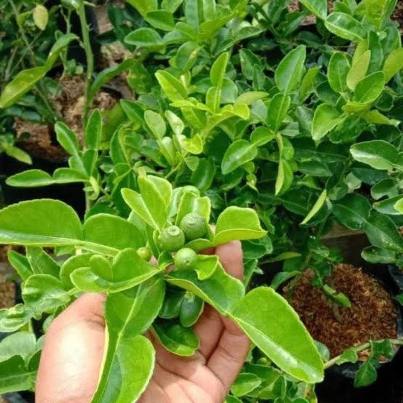 Tanaman buah jeruk purut - Pohon jeruk purut