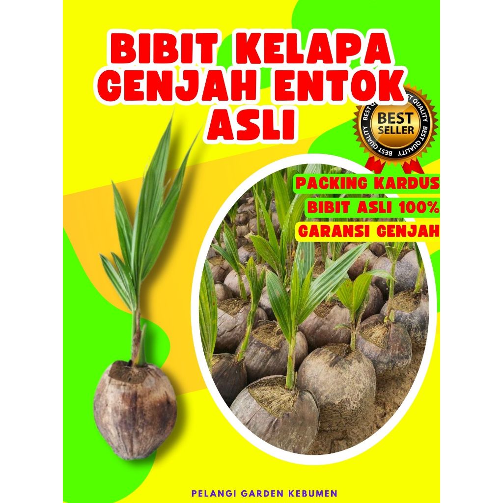 TERLARIS.. Bibit Buah Kelapa Kopyor Besar, Bibit Buah Kelapa Kopyor Bogor, Bibit Buah Kelapa Kopyor 