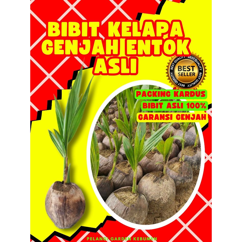 CEPAT BERBUAH.. Bibit Buah Kelapa Tua Bulat, Bibit Buah Kelapa Tua Utuh, Bibit Buah Kelapa Tua Kupas