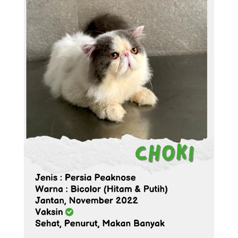 KUCING PERSIA PEAKNOSE JANTAN GANTENG | KUCING PAPA CHOKI COCOK UNTUK INDUKAN