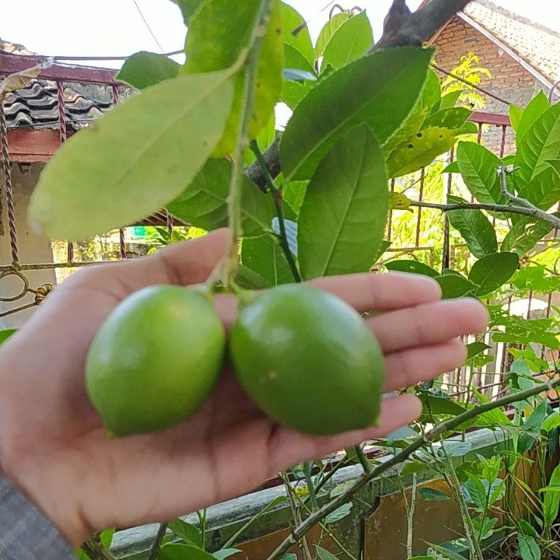 

Link CO 1kg