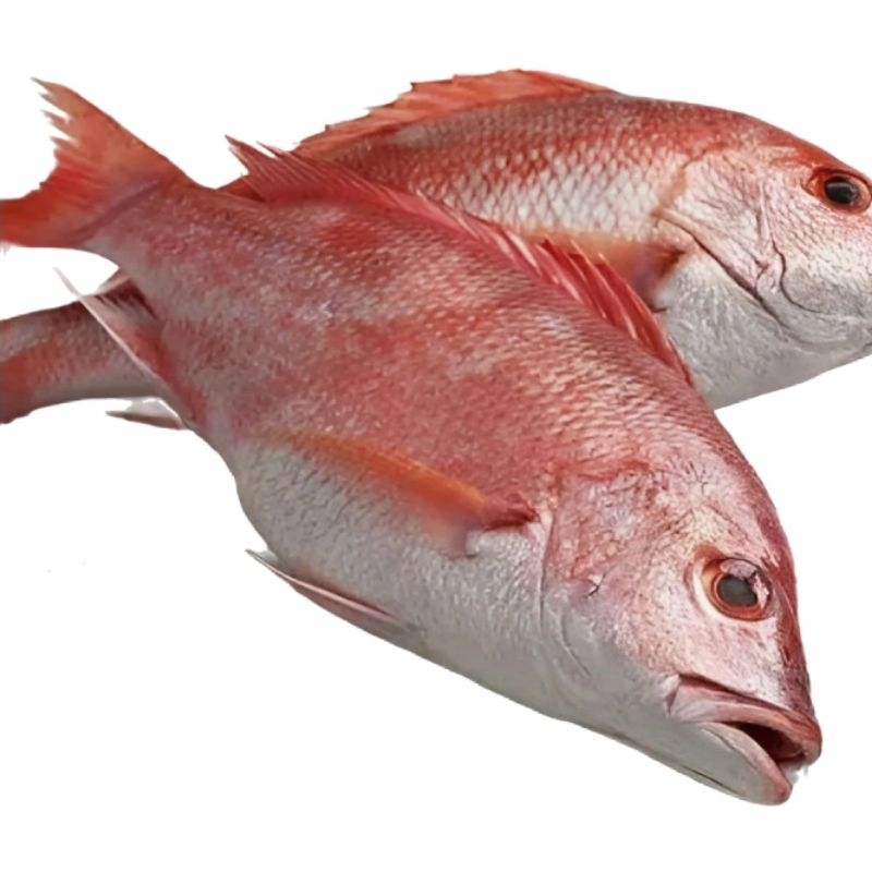 

Ikan Kakap Merah Fresh 1kg