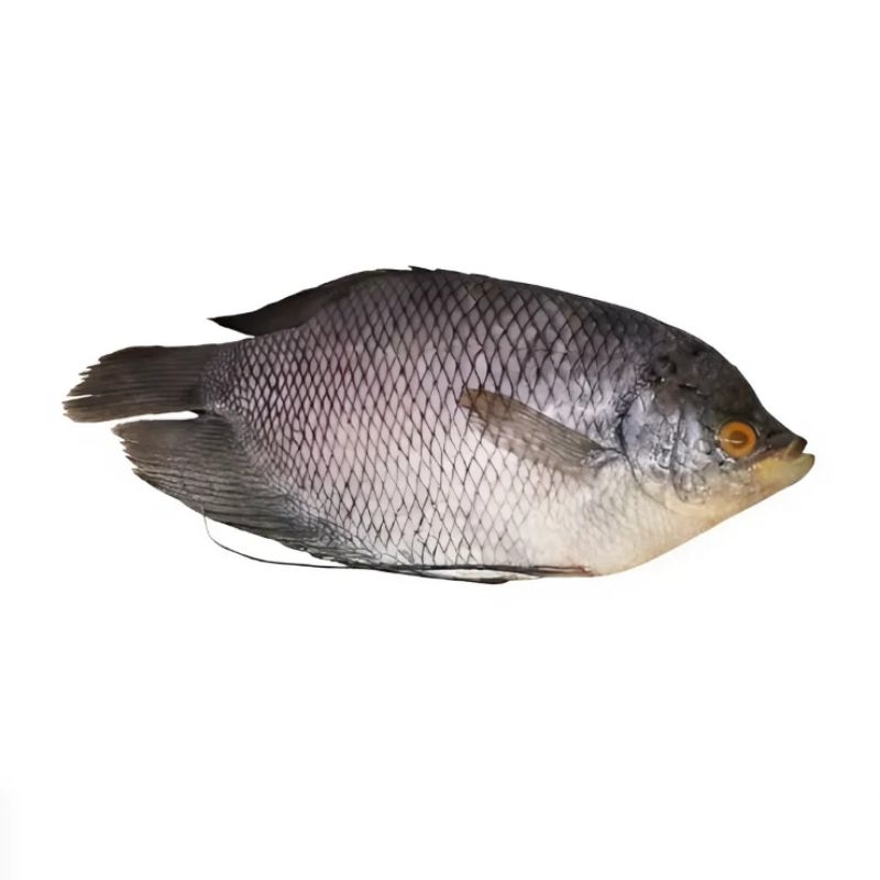 

Ikan Gurame Fresh 1kg