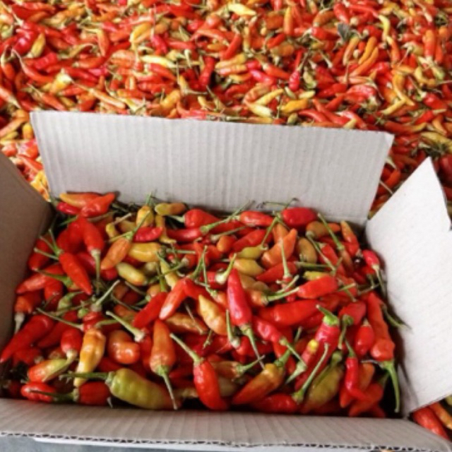 

CABE RAWIT MERAH 1KG /CABE RAWIT MURAH/CABE RAWIT FRESH/CABE RAWIT SETAN/CABE RAWIT SUPER/CABAI RAWIT MURAH/CABAI RAWIT SEGAR