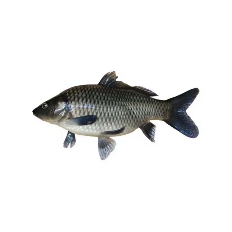 

Ikan Mas Fresh 1kg