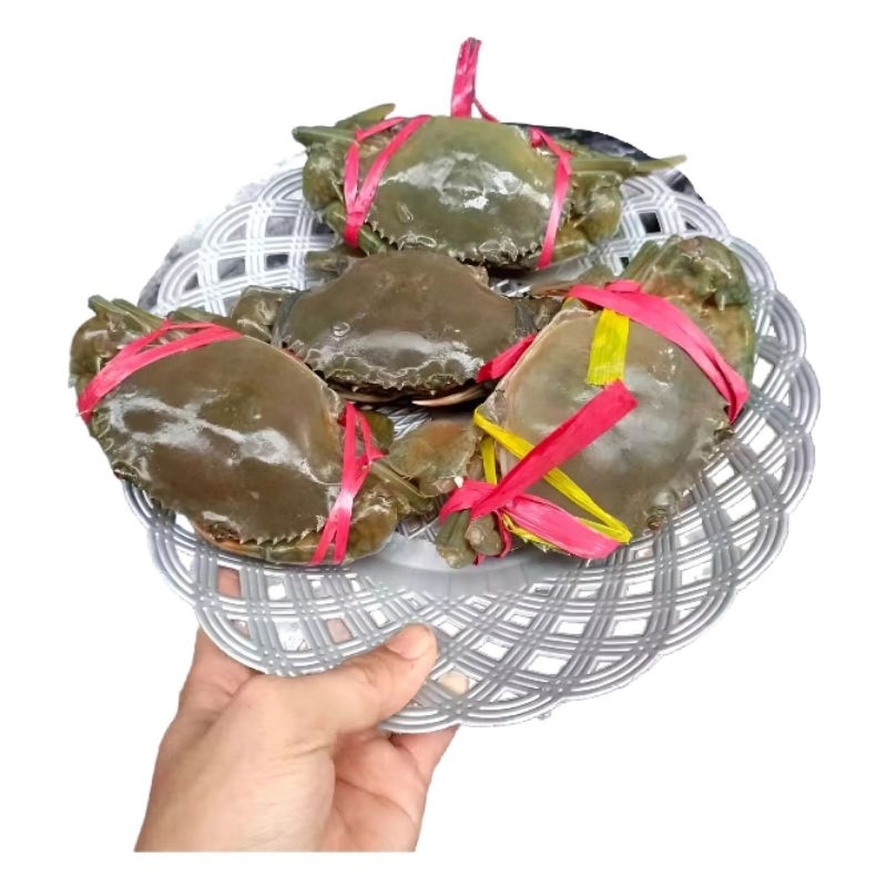 

Kepiting Bakau Fresh 1kg 4-5pcs