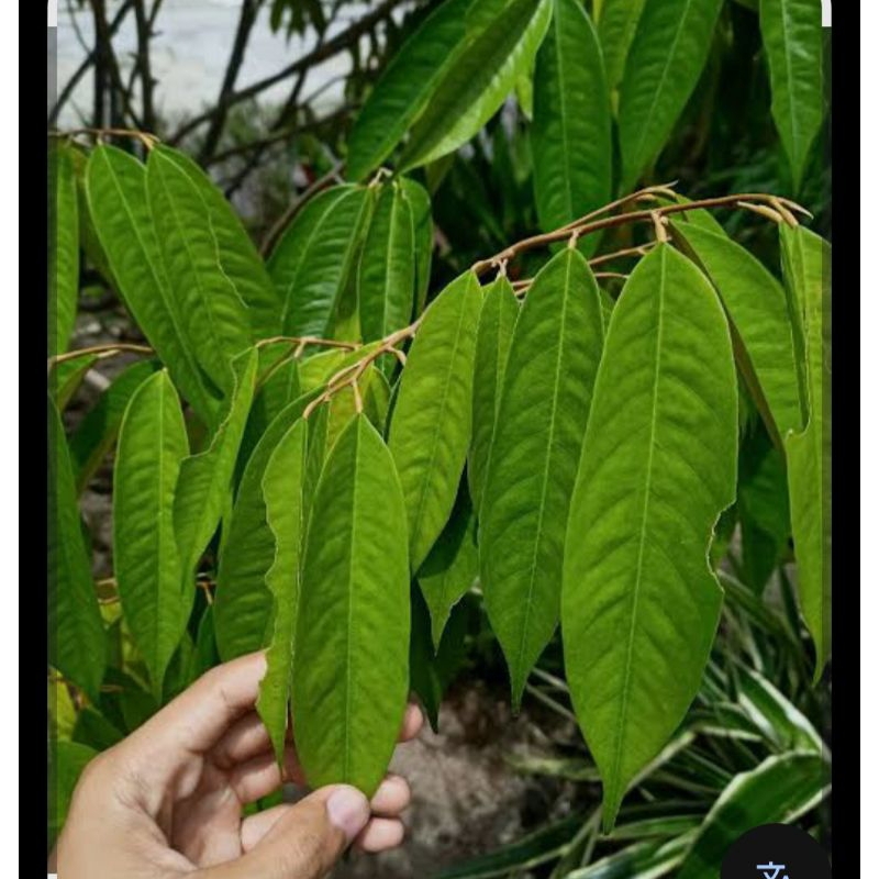 

Daun Durian Musangking Segar, Obat herbal tradisional 100 lembar
