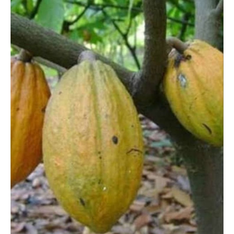 

buah kakao segar atau buah coklat