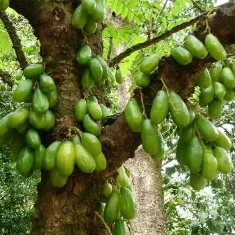 Bibit Tanaman Buah Belimbing Wuluh Siap Tanam