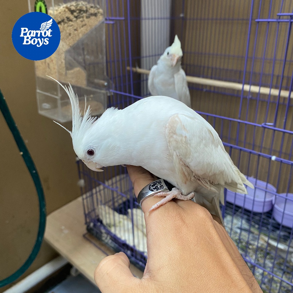 ParrotBoys - Burung Falk Albino Mata Merah Jinak Belajar Siul