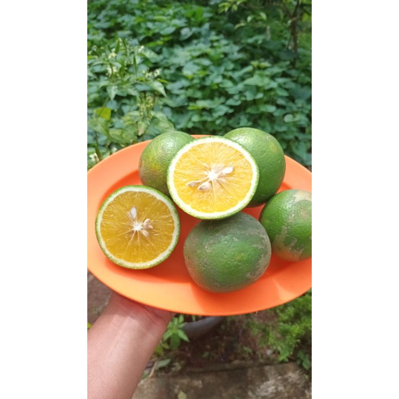 

Jeruk Baby Berkualitas Rasa manis 1kg
