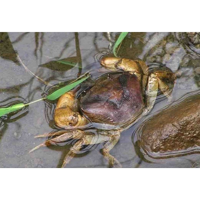 

Kepiting Sawah hidup