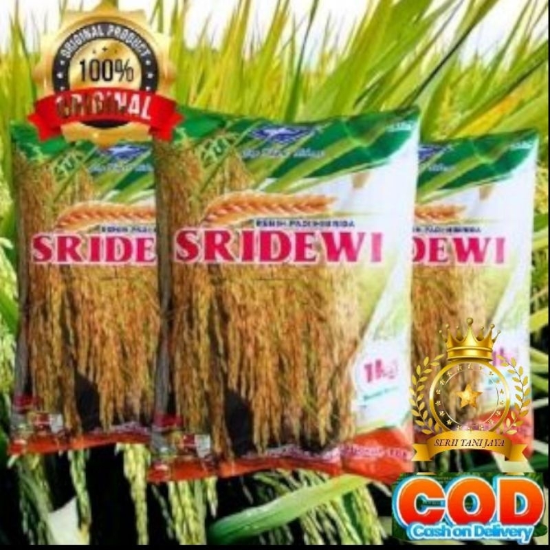 BENIH PADI HIBRIDA SRIDEWI 5KG
