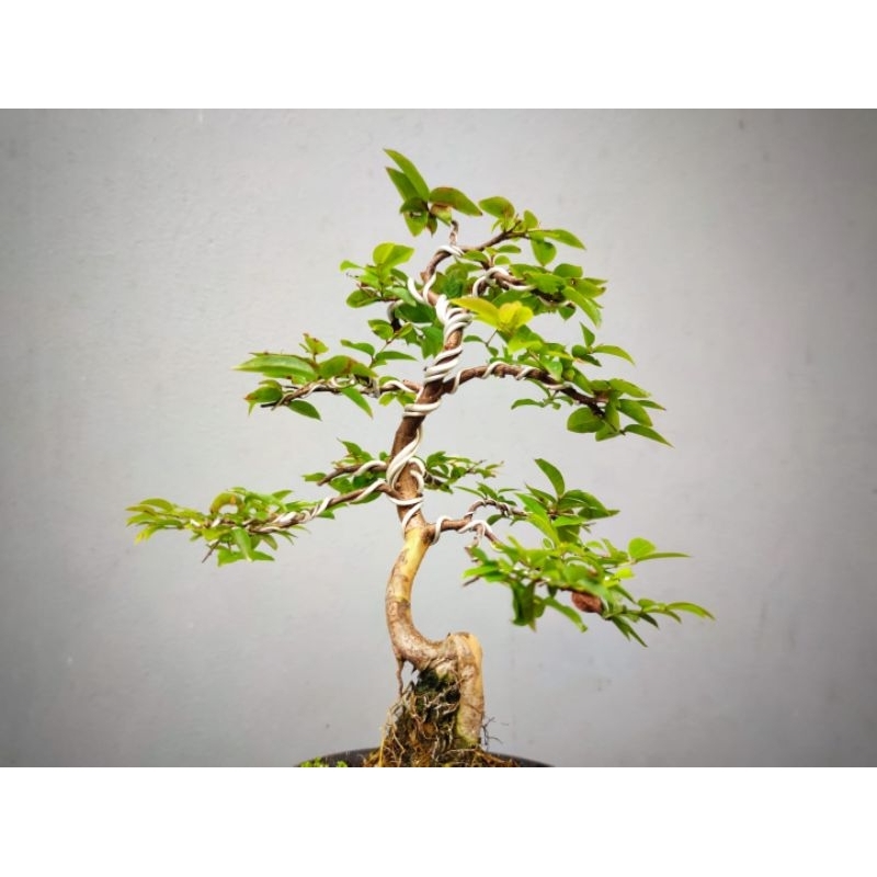 Bonsai anggur Brazil kupa landak