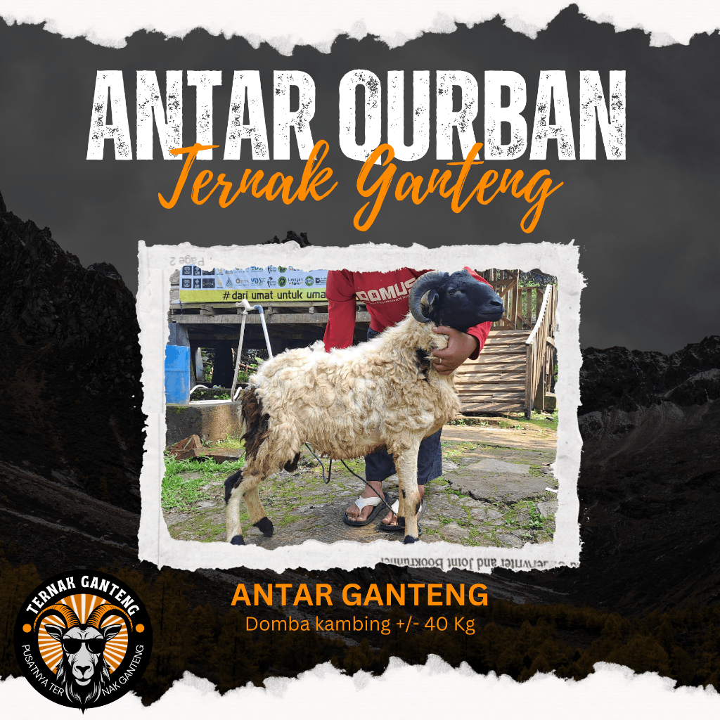 Hewan Qurban Kambing Domba Qurban Kurban Hidup Qurban Ganteng