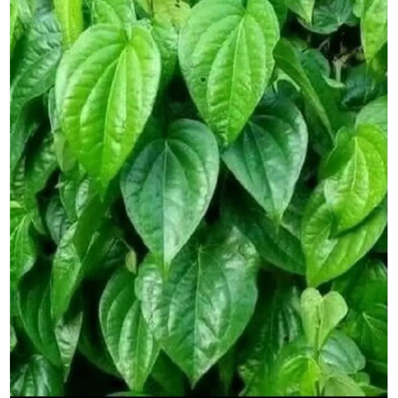 

jual daun sirih merah per 30 lembar fh