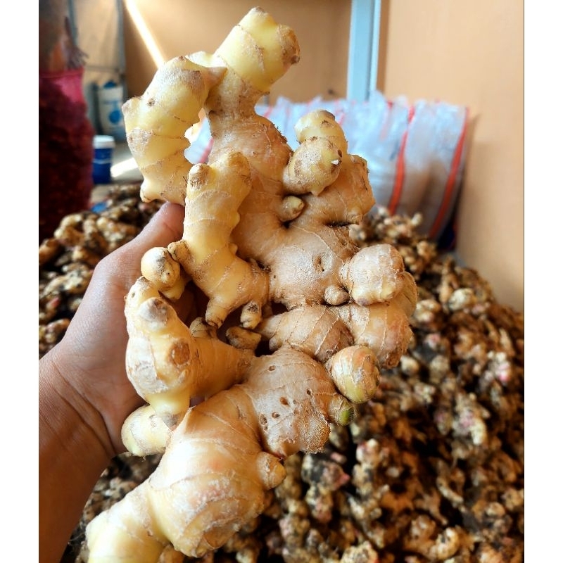 

Jahe gajah segar 1kg, di jamin besar besar jahe lokal bandung barat