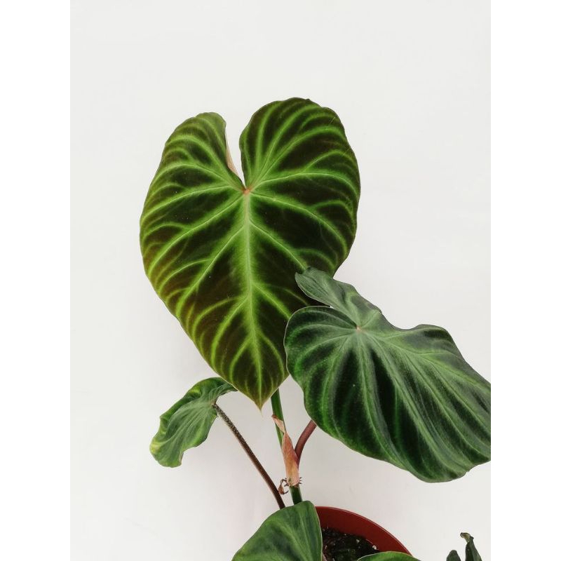 Bibit Tanaman Philodendron Verrucosum