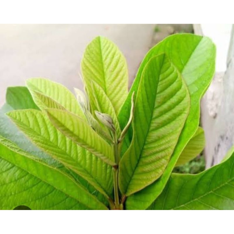 

DAUN JAMBU BIJI SEGAR ORDER BARU DIPETIK 55 lembar