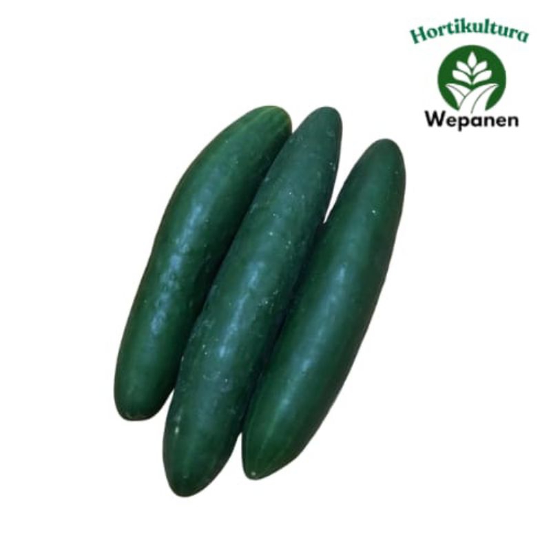 

Timun Jepang Timun Kyuri 1Kg