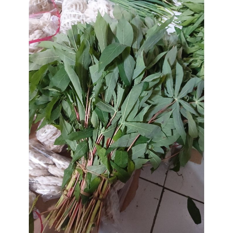 

Daun Singkong / Daun Singkong Segar - Per Ikat