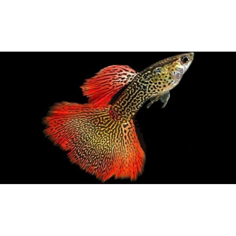 

(stiker) guppy red lace