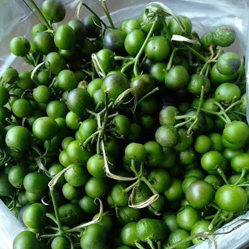 

Leunca Segar - 100 Gram